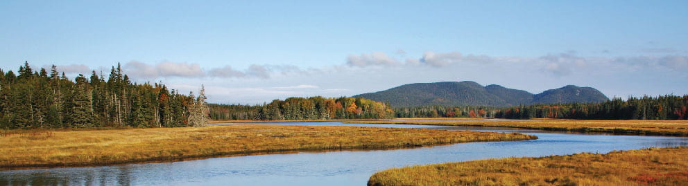 Saltwater marsh in Acadia National Park