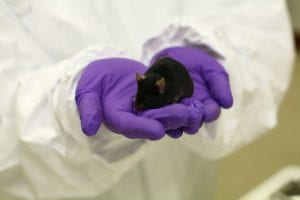 Black 6 mouse held in hands wearing purple latex gloves